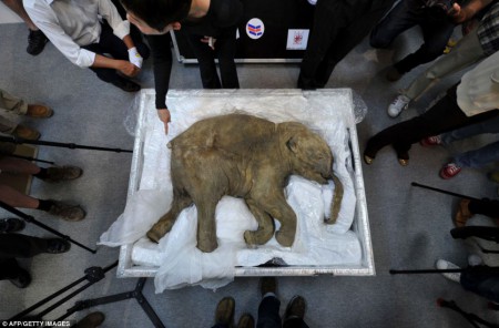 La carcasse d'un mammouth à Hong Kong en avril dernier