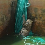 Un léopard rescapé d'un réservoir de carburant en Inde