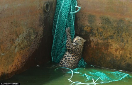 Un léopard rescapé d'un réservoir de carburant en Inde