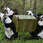 Un panda remis en liberté dans une réserve du sud de la Chine