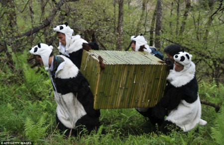 Un panda remis en liberté dans une réserve du sud de la Chine